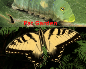 Types Of Butterfly Caterpillars With Pictures Pat Garden