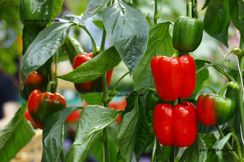 Why Are My Green Peppers Turning Black?