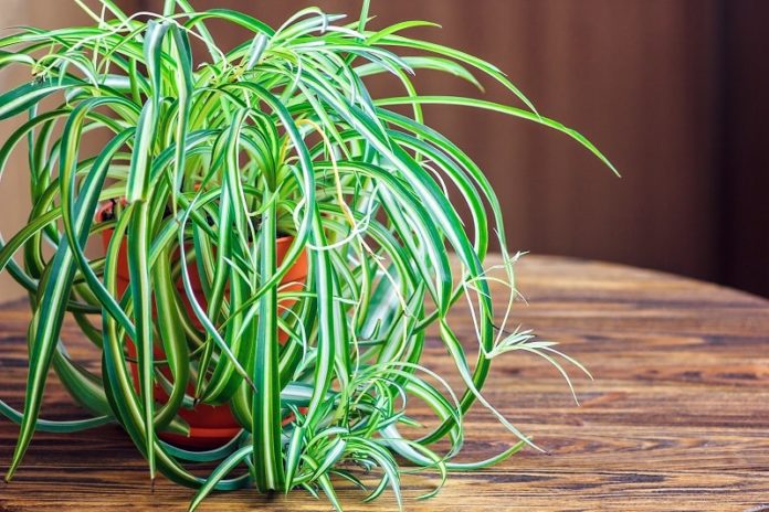 Spider Plant Care (How to Grow & Care for Chlorophytum comosum ) | Pat