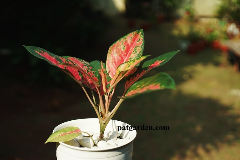 Why Are the Leaves on My Aglaonema Turning Yellow