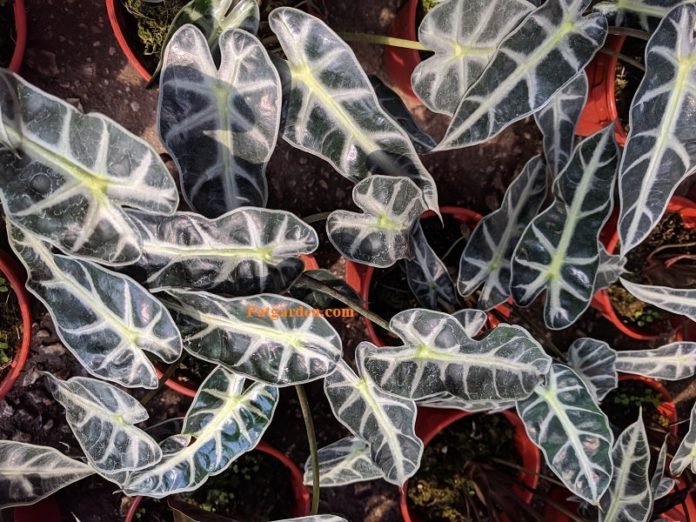 Why Is My Alocasia Zebrina Drooping? (Causes & Solutions) Pat Garden