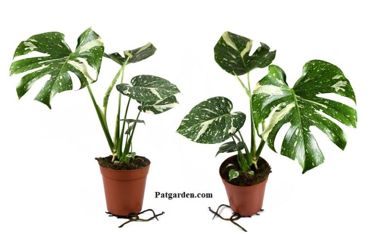 Why Are My Monstera Leaves Drooping? (Causes & Solutions) | Pat Garden