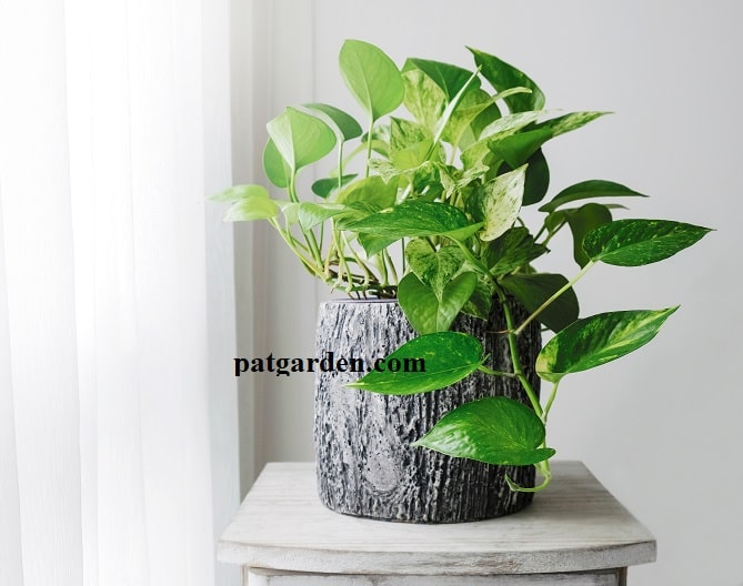 Pothos vs Philodendron