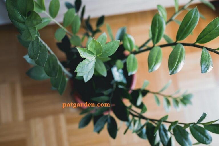 Why Are My ZZ Plant Leave Tips Turning Brown? Pat Garden