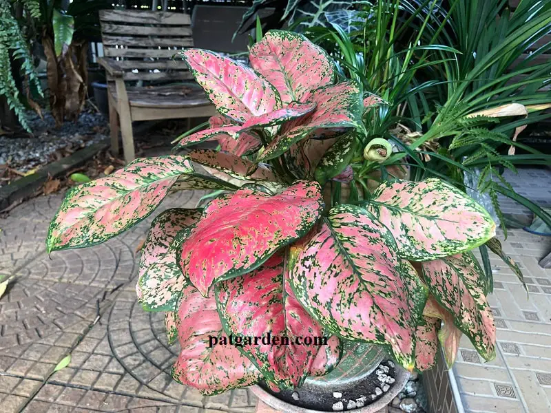 Why Are the Leaves on My Aglaonema Turning Yellow