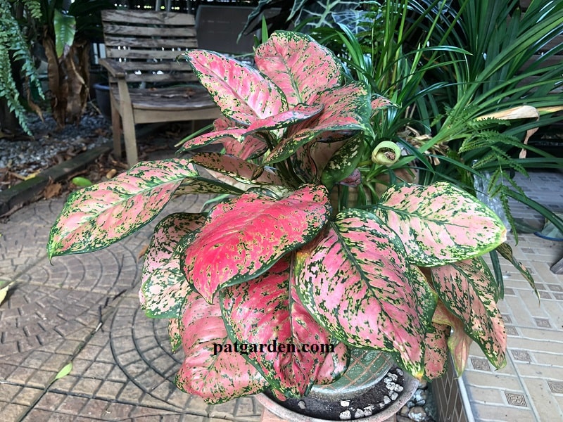 Why Are The Leaves On My Aglaonema Turning Yellow Pat Garden