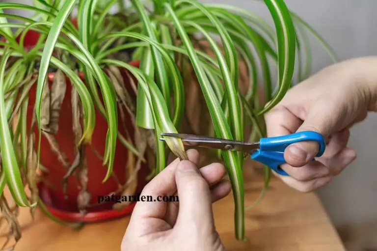 why does my spider plant have brown tips?
