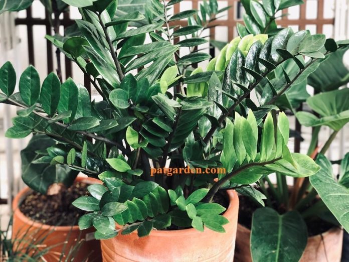 Why Does My ZZ Plant Have Yellow Leaves? (Causes & Solutions) | Pat Garden