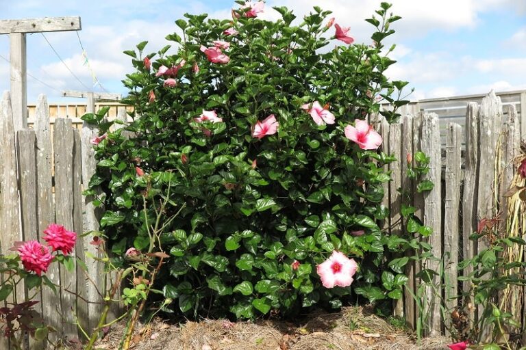 Hibiscus vs Roselle How to Tell the Differences Pat Garden