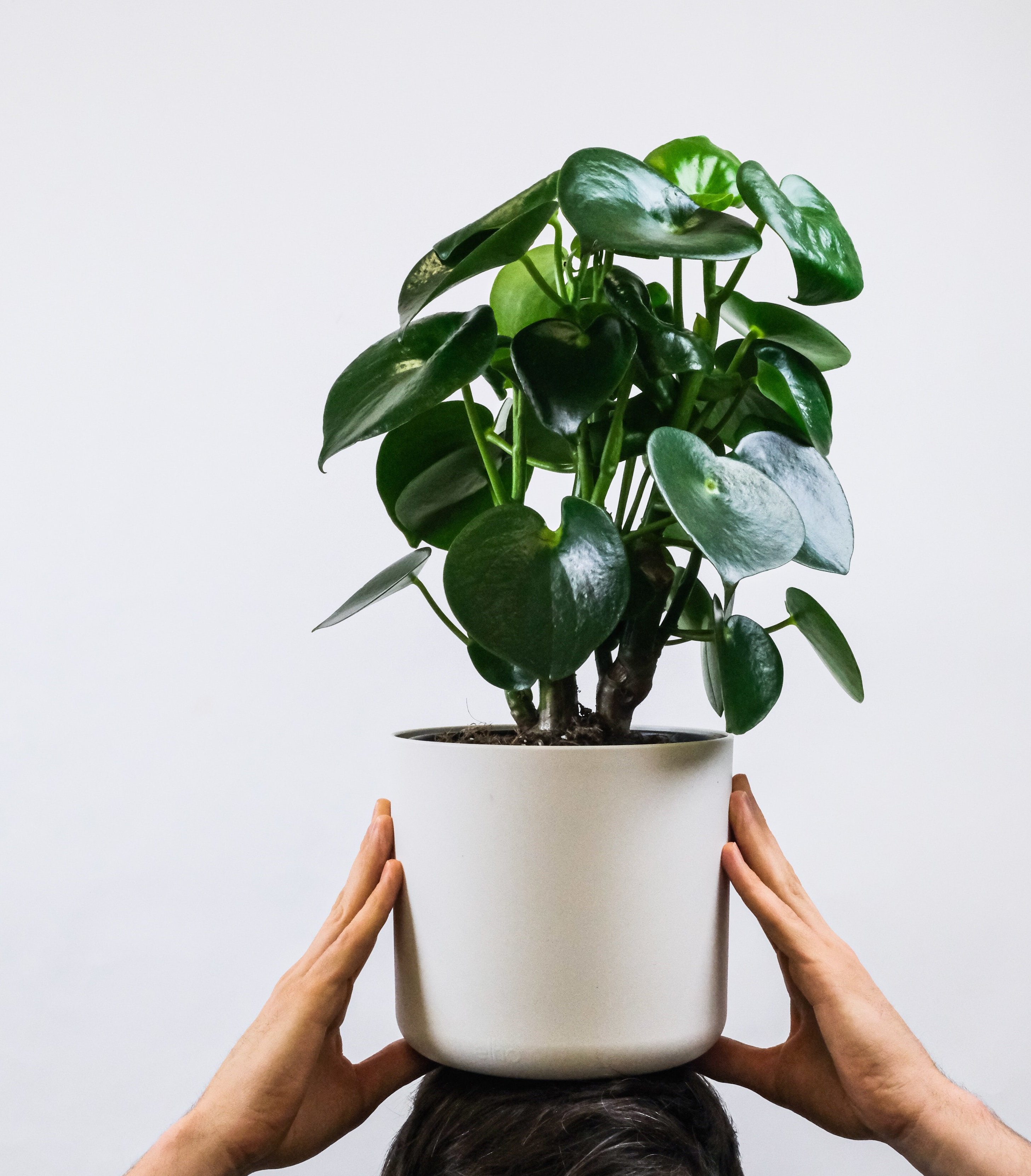 Peperomia Plant Care Guide