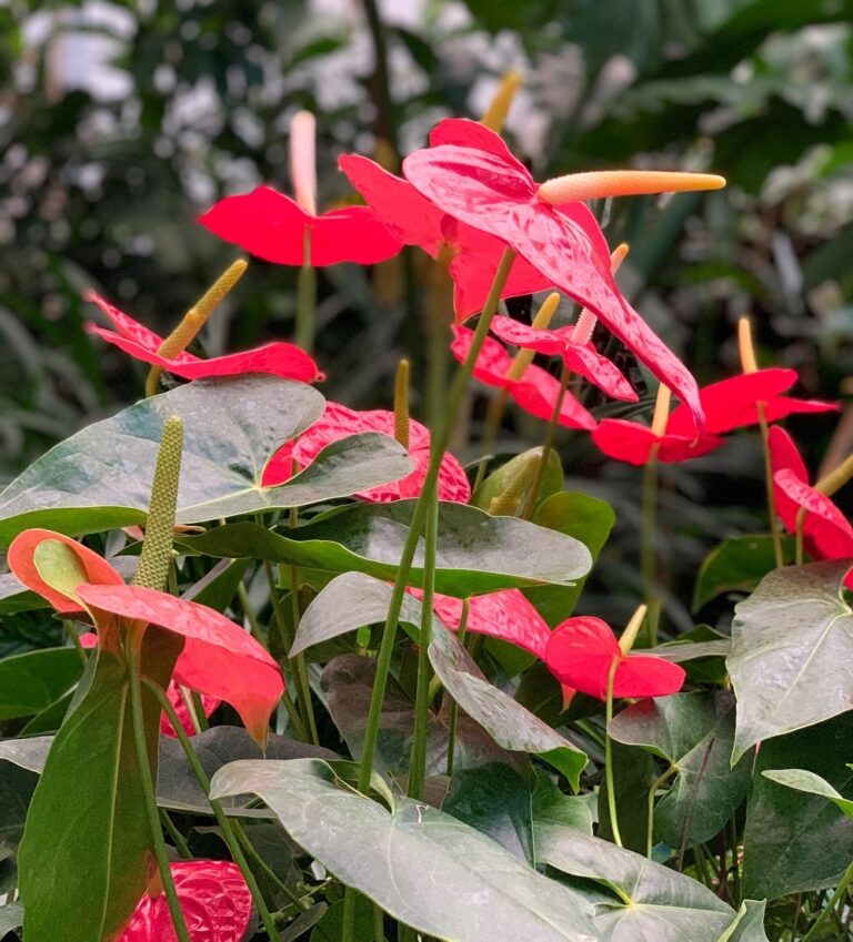 Anthurium Leaves Turning Yellow