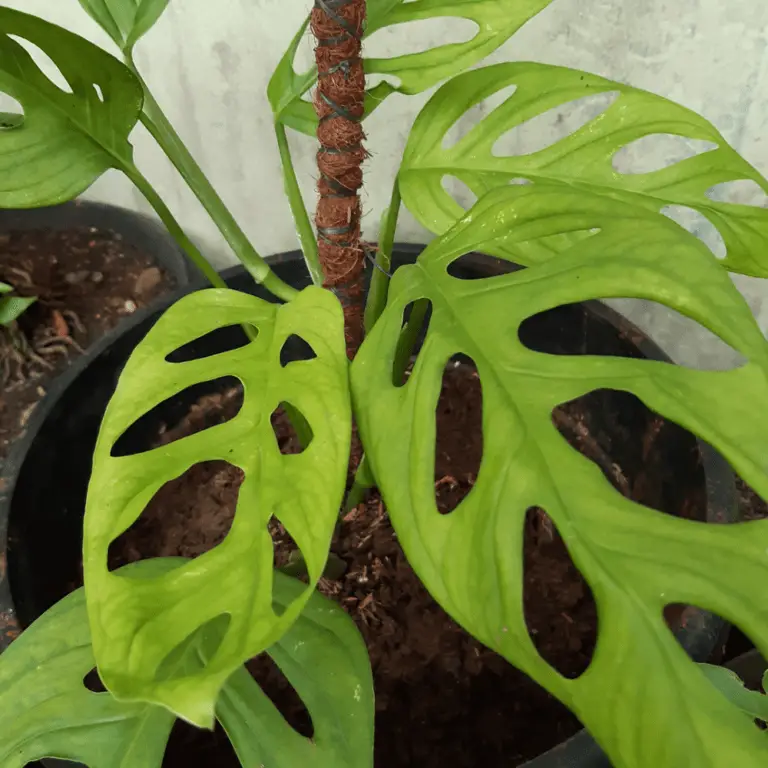 Why Are My Monstera Leaves Turning Yellow