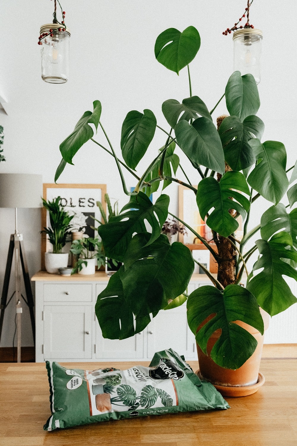 Why Are Variegated Monstera So Expensive? (Monstera Prices) Pat Garden