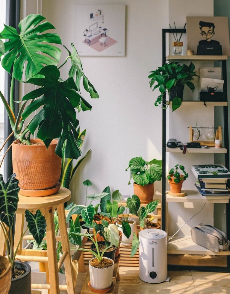 Why Are Variegated Monstera So Expensive?