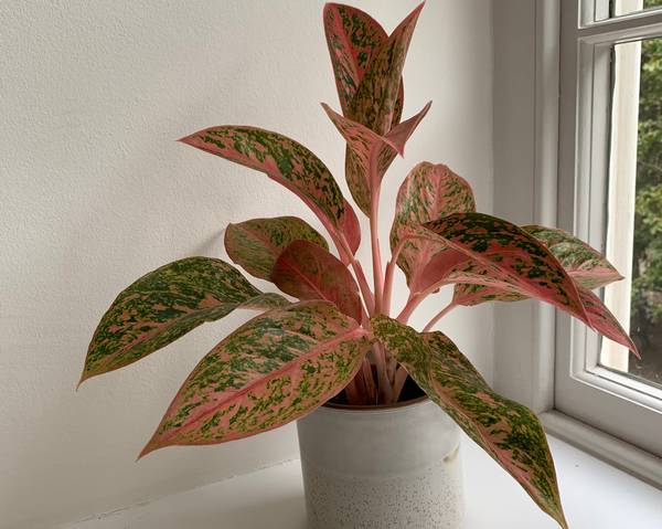 20 Stunning Aglaonema Varieties (with Pictures)