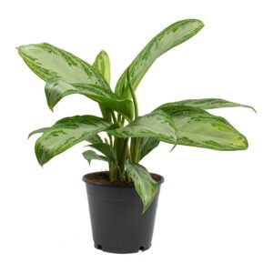 20 Stunning Aglaonema Varieties (with Pictures) - Pat Garden