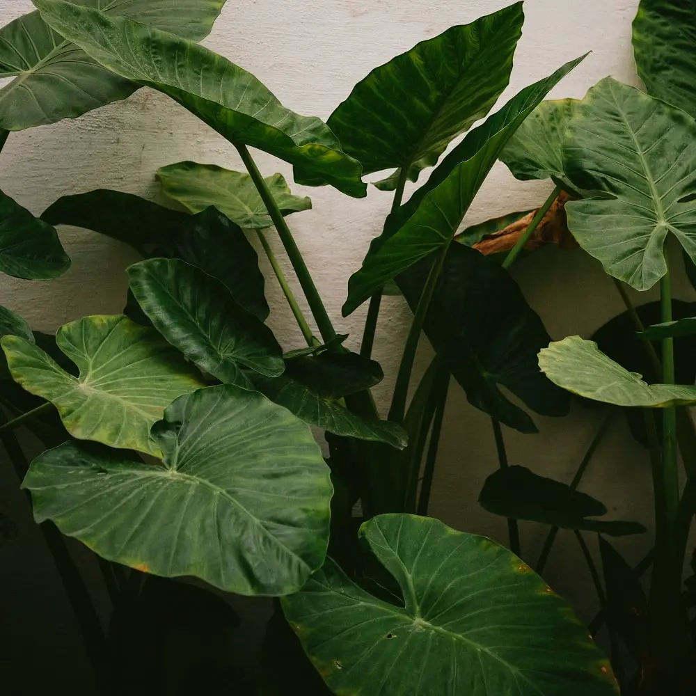 Why Are My Alocasia Leaves Curling? (Causes & Solutions)