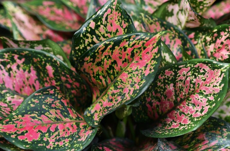 Why Are My Chinese Evergreen Leaves Turning Brown