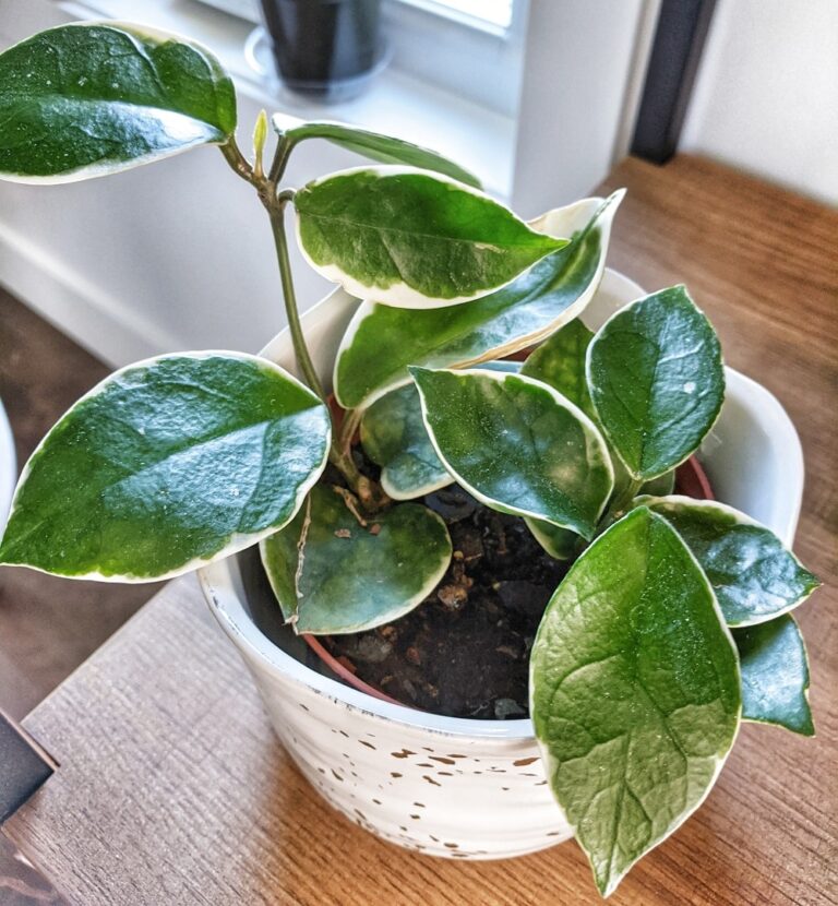 Why Are My Hoya Leaves Turning Yellow