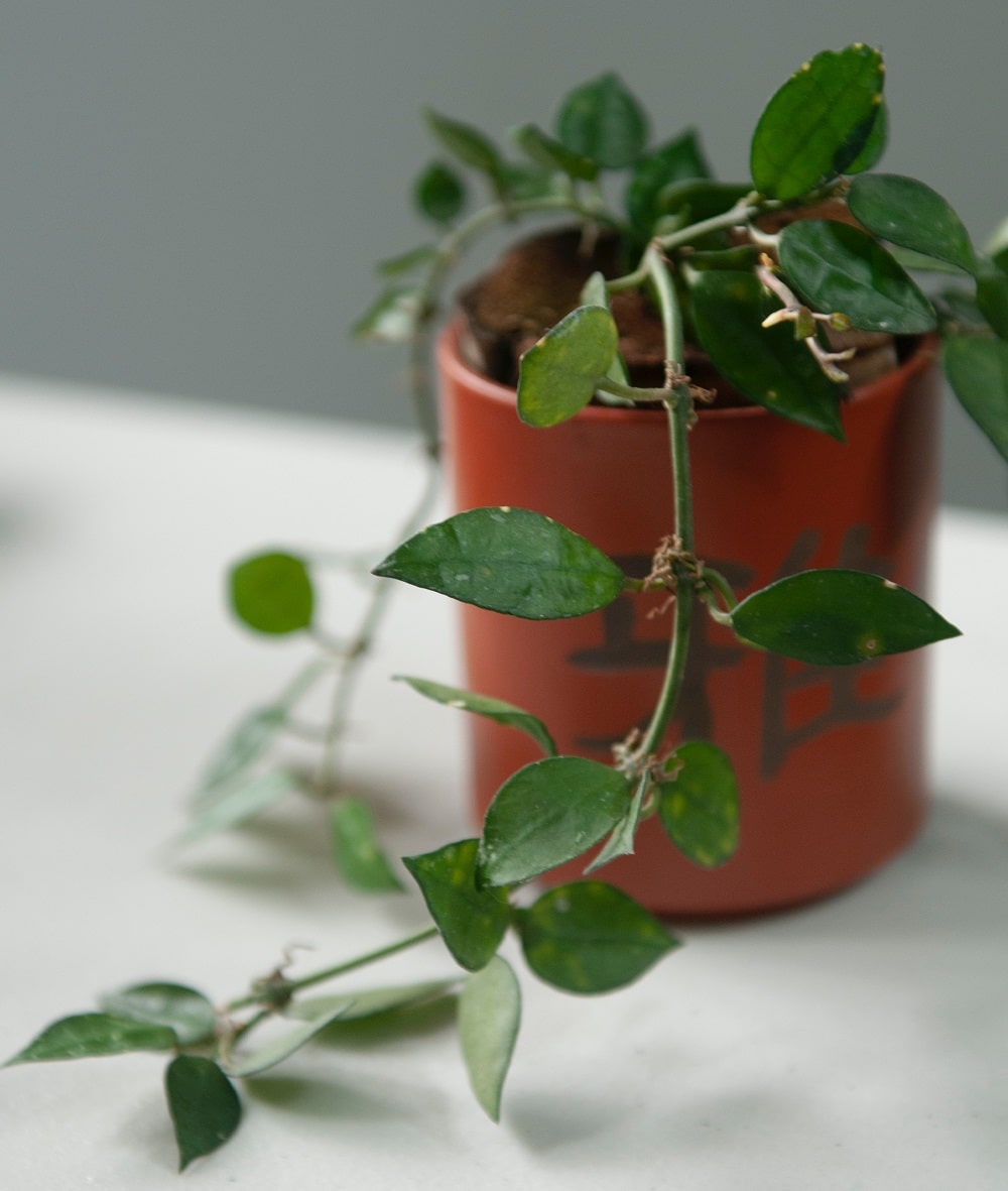 Why Are My Hoya Leaves Turning Yellow? (Quick Solutions) Pat Garden