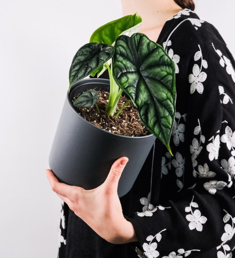 Why Are My Alocasia Leaves Curling