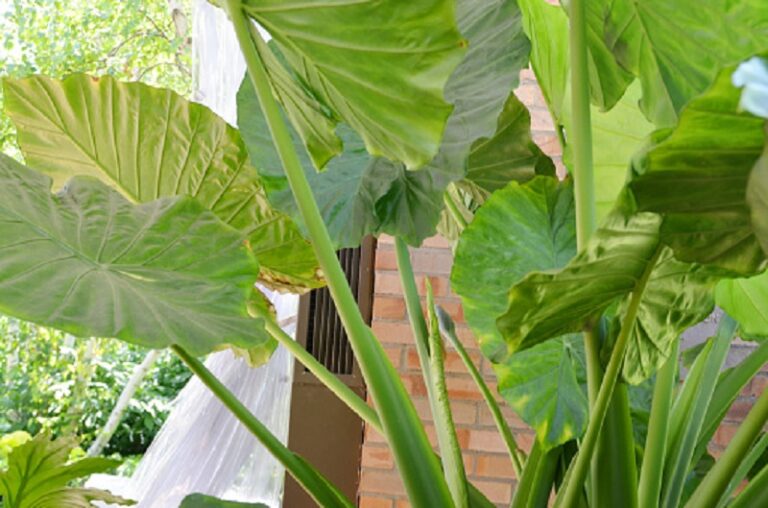 Why Are My Alocasia Leaves Turning Brown