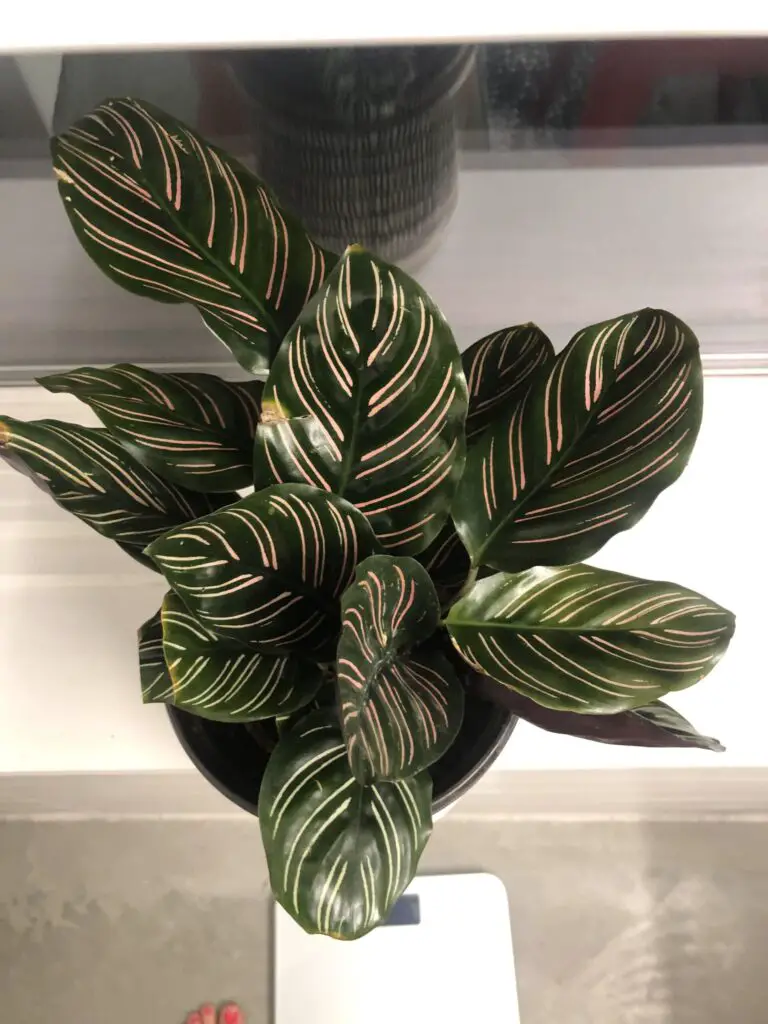 Why Are My Calathea Leaves Turning Yellow