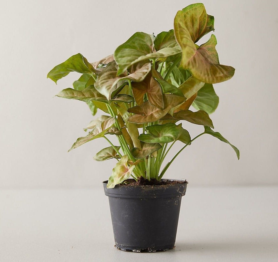 Why Are My Arrowhead Leaves Turning Brown? Pat Garden