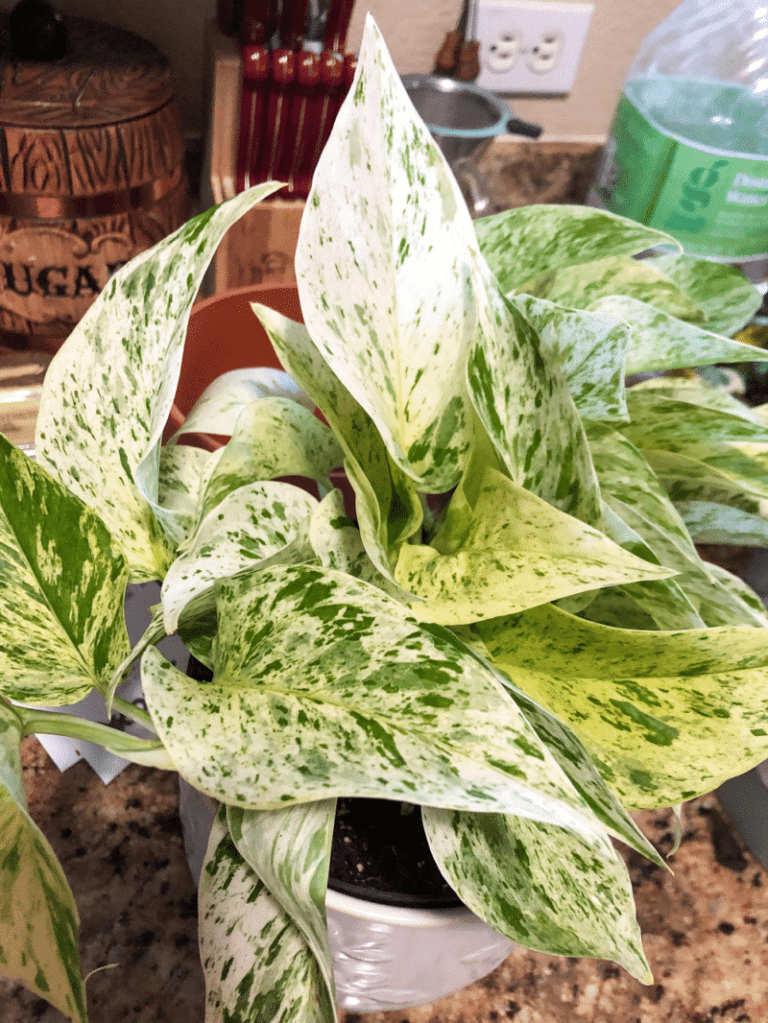 Snow Queen Vs Marble Queen Pothos