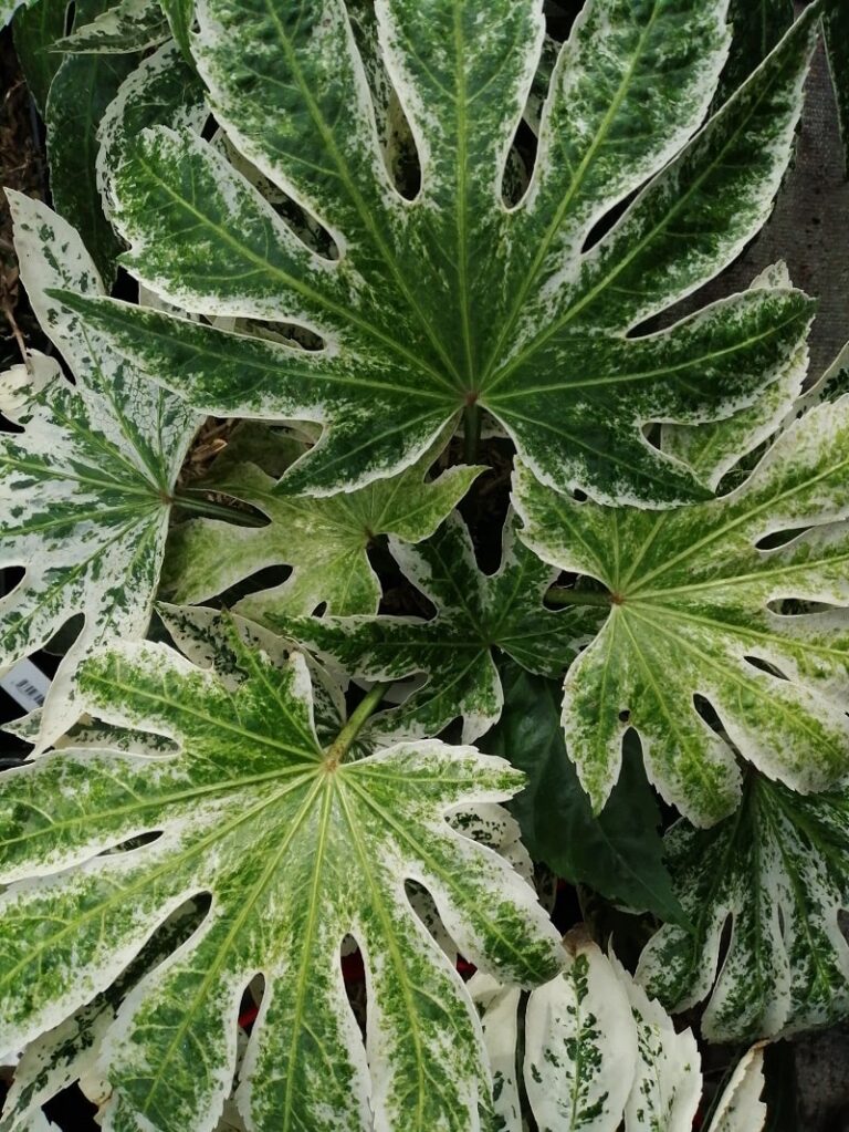 Why Are My Aralia Leaves Turning Brown