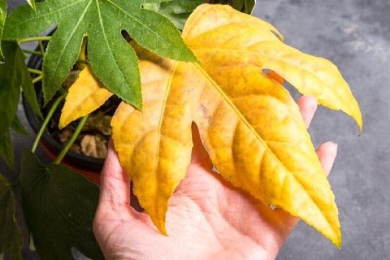 Why Are My Aralia Leaves Turning Yellow