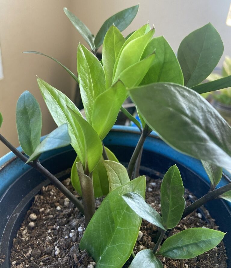 Why Are My ZZ Plant Leaves Curling? (Causes & Solutions) Pat Garden