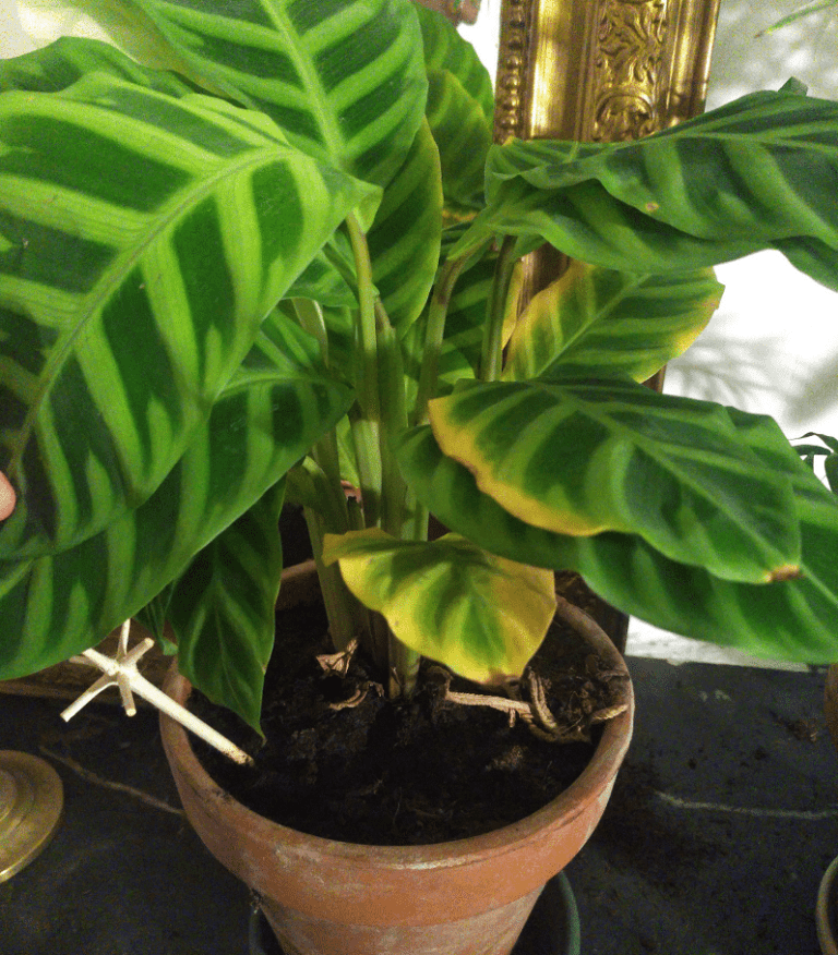 Why Are My Calathea Leaves Turning Yellow? Pat Garden