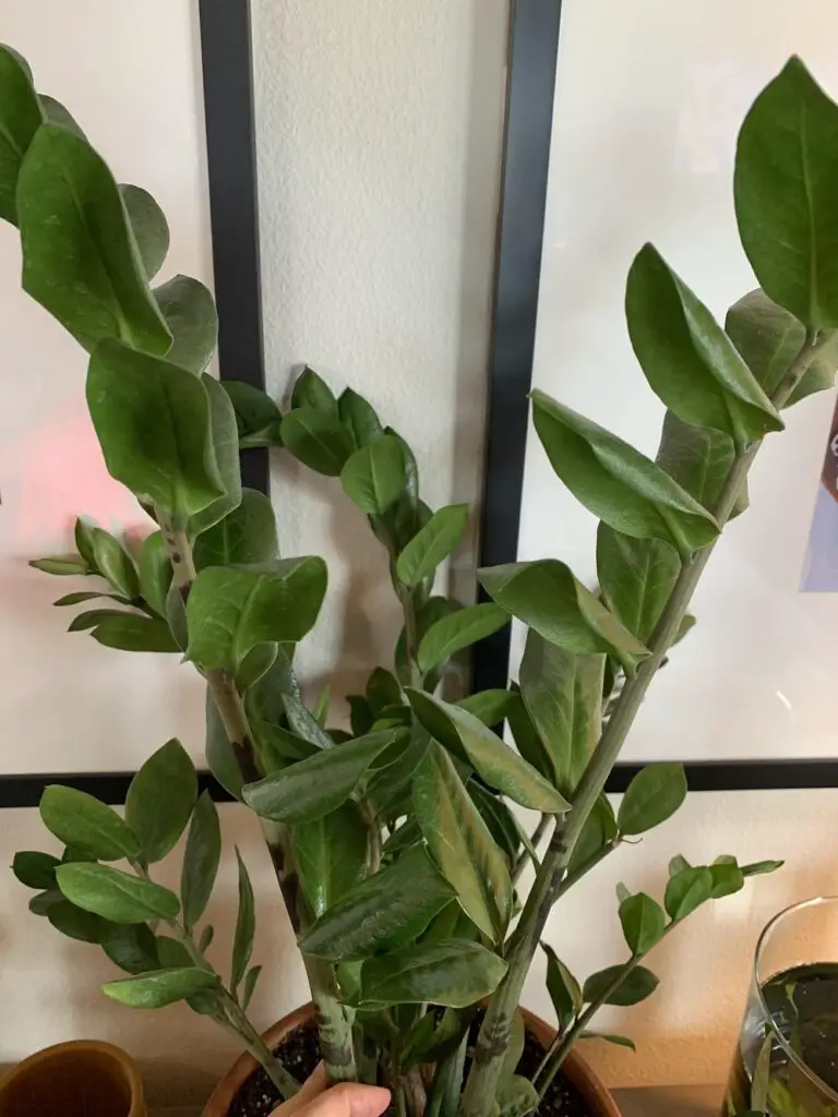 Why Are My ZZ Plant Leaves Curling
