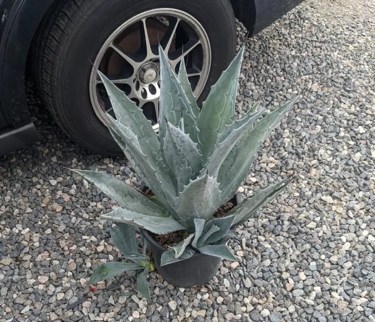 Difference between Agave and Aloe Vera