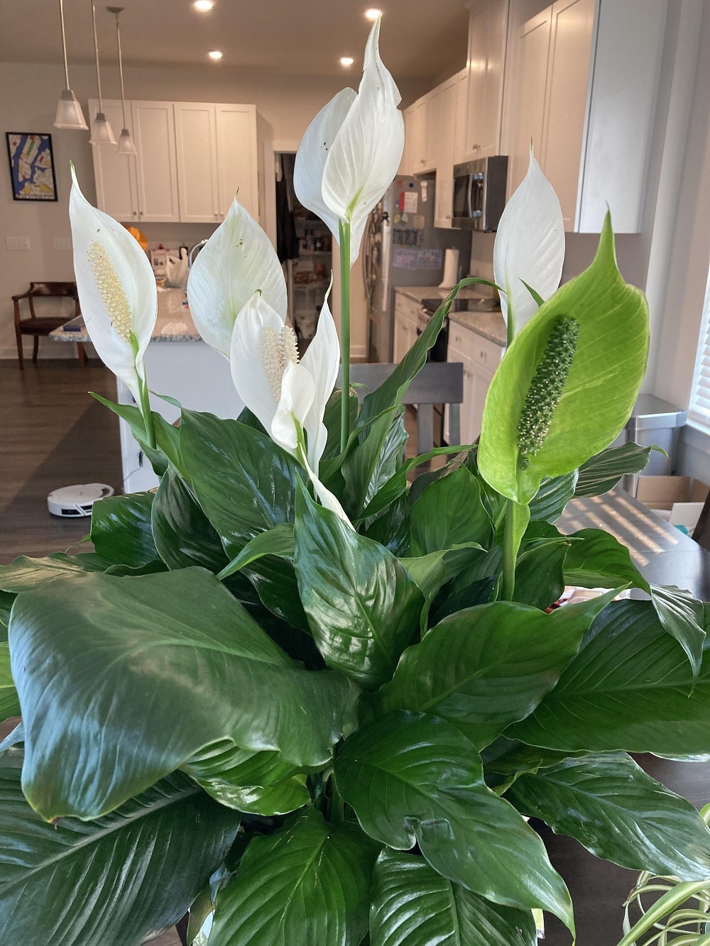 Peace Lily Leaves Turning Yellow 