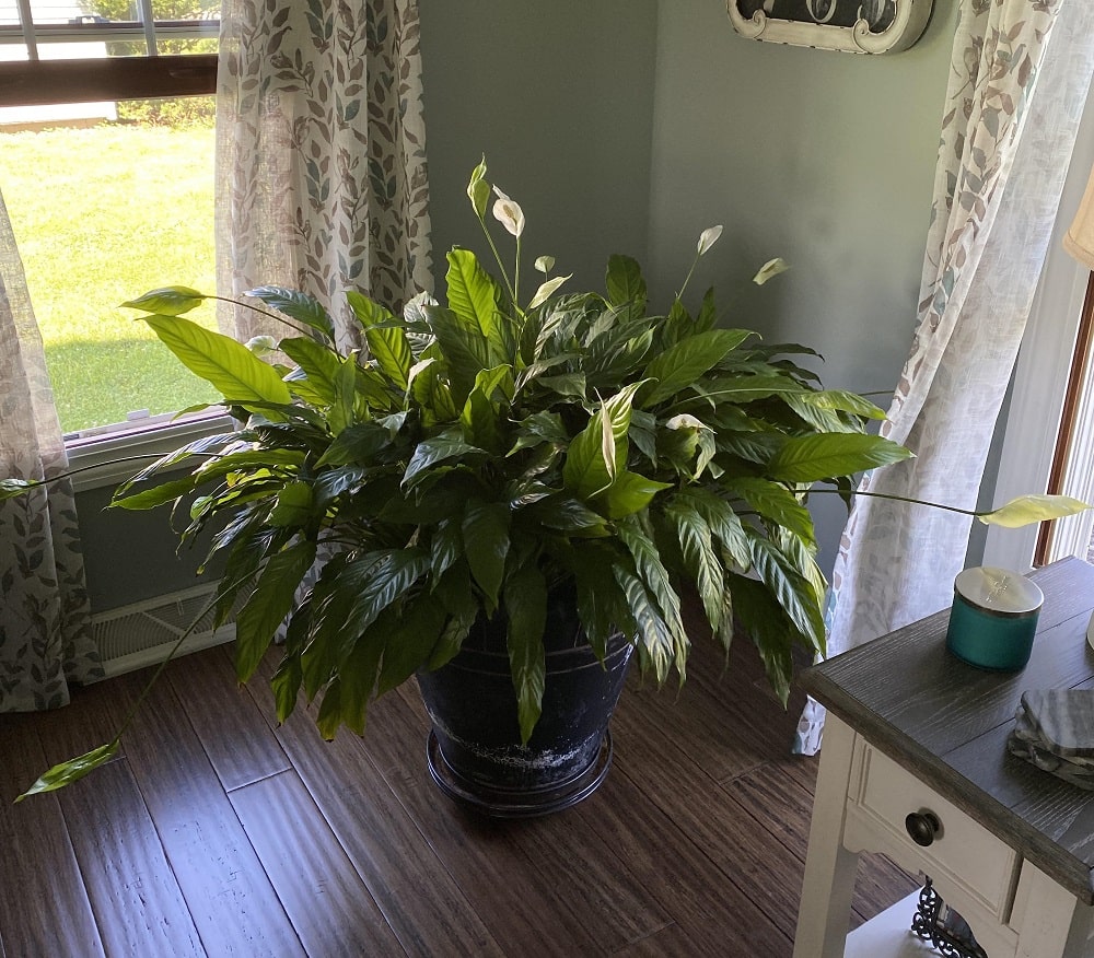 flamingo lily leaves turning brown