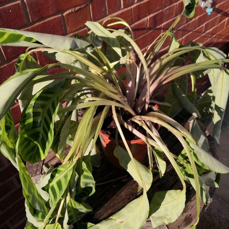 Why Is My Calathea Dying? (Quick Fixing Tips) Pat Garden