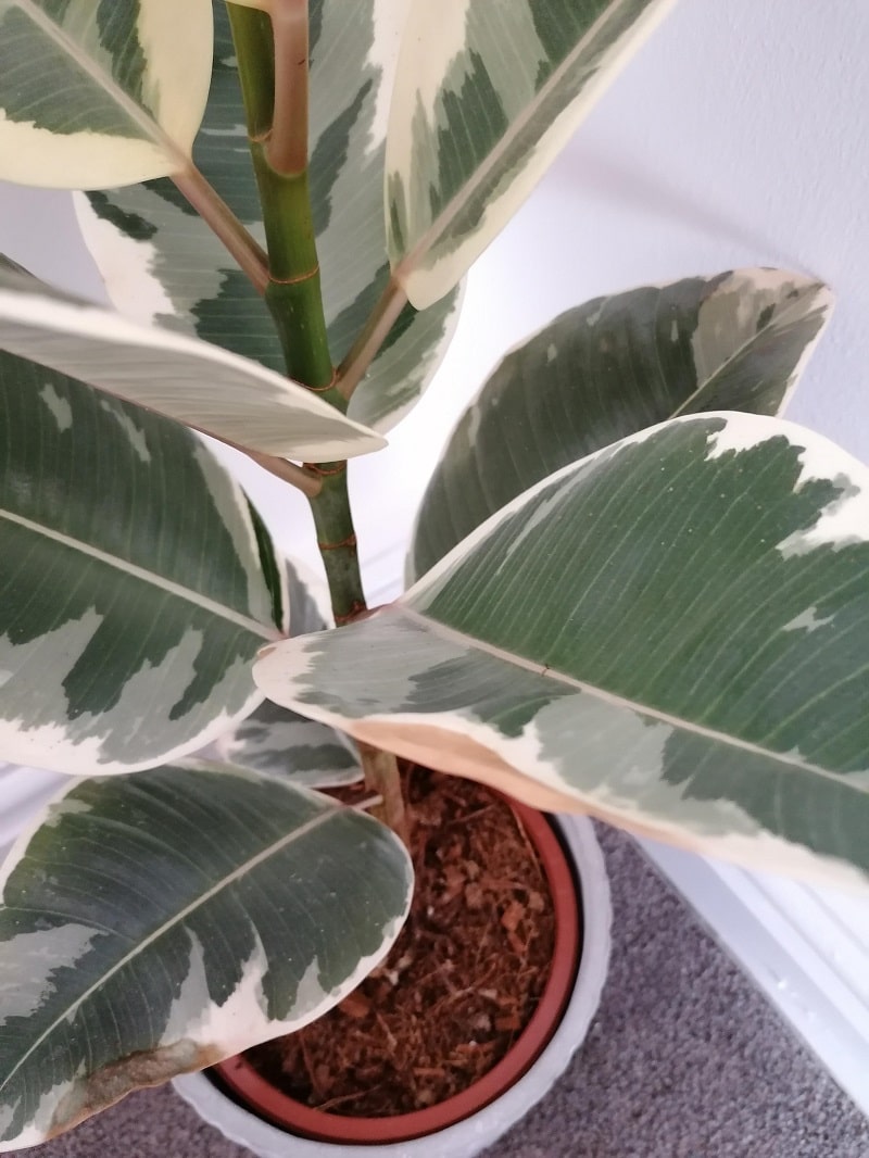 Why Are My Rubber Plant Leaves Turning Brown Pat Garden