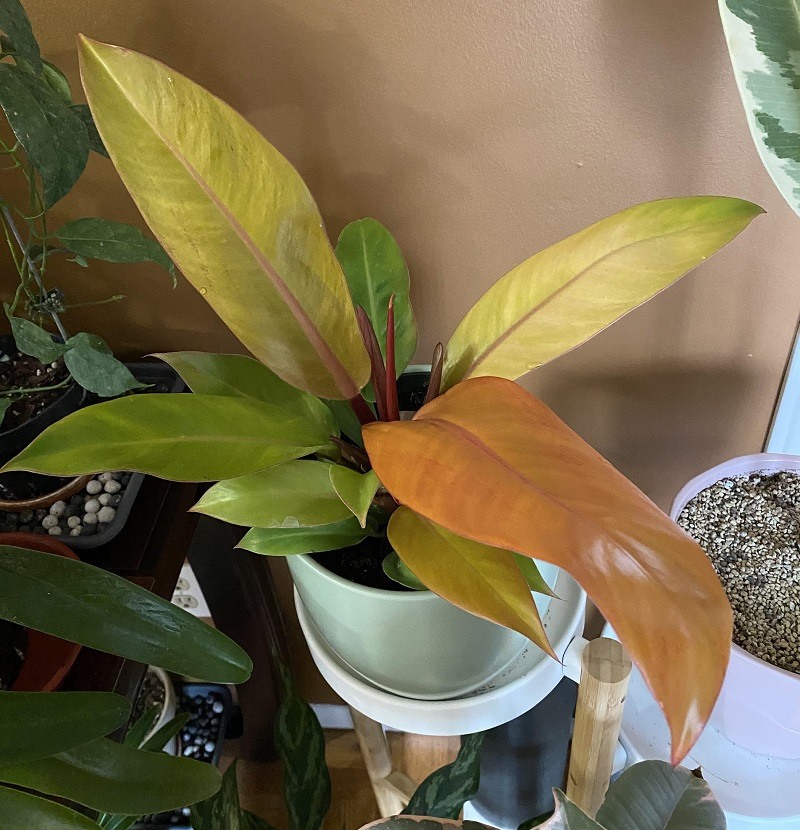 25 Philodendron Varieties List with Pictures and Names - Pat Garden