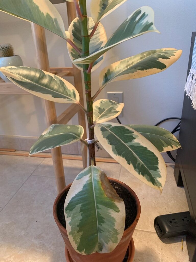 Why Are My Rubber Plant Leaves Turning Yellow And Falling Off