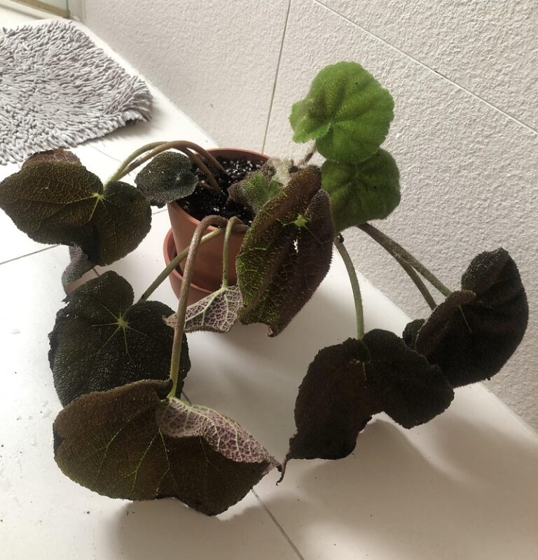 Why Is My Begonia Wilting