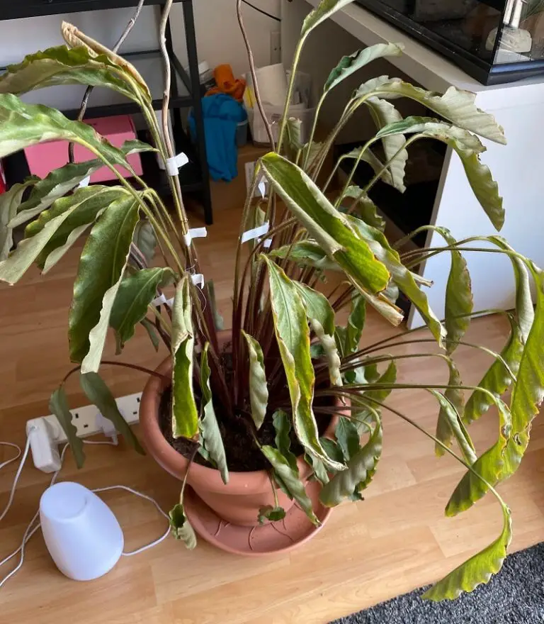 Why Is My Calathea Dying