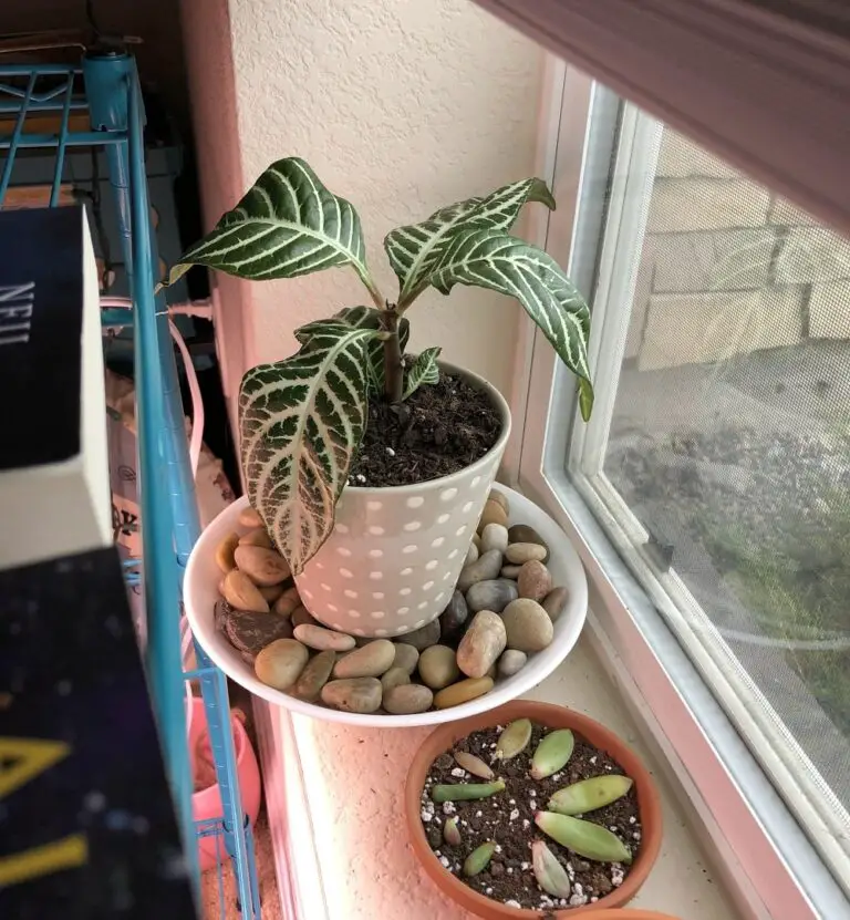 Why Are My Zebra Plant Leaves Drooping