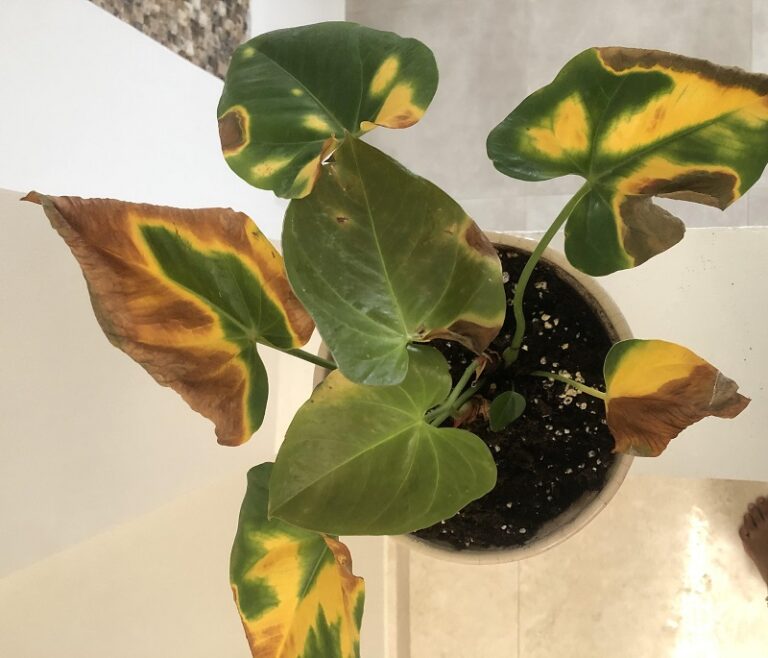 Anthurium Care Guide How to Care for Athuriums Pat Garden