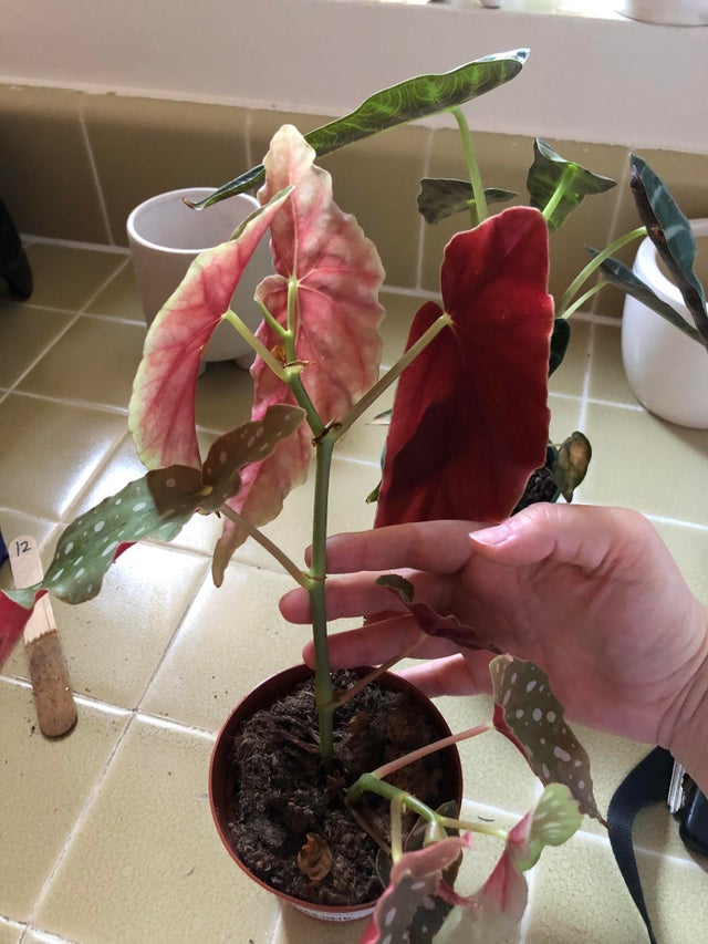 Begonia Maculata Care