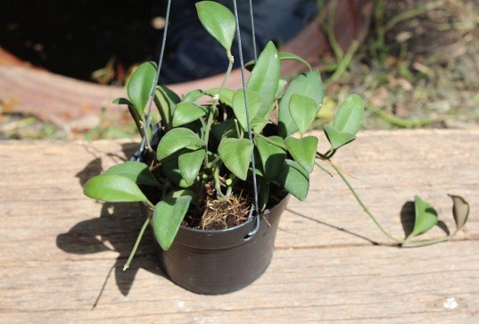 Hoya Varieties