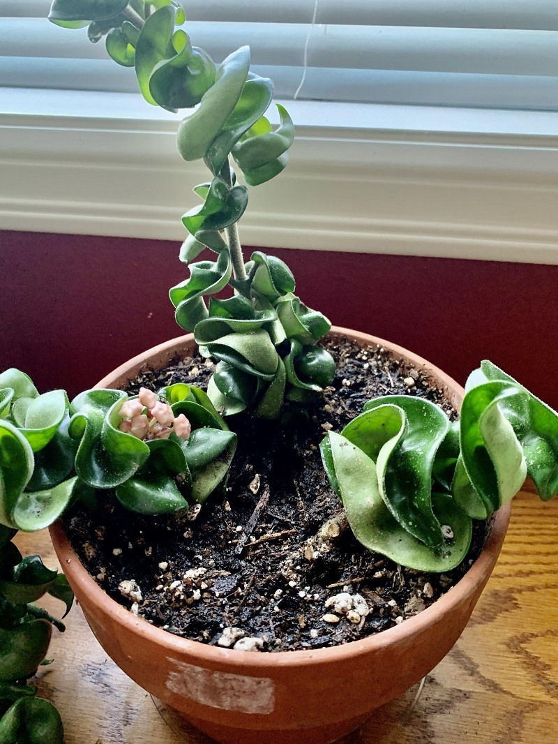 Hindu Rope Plant Care How to Care for Hoya Carnosa Compacta Pat Garden