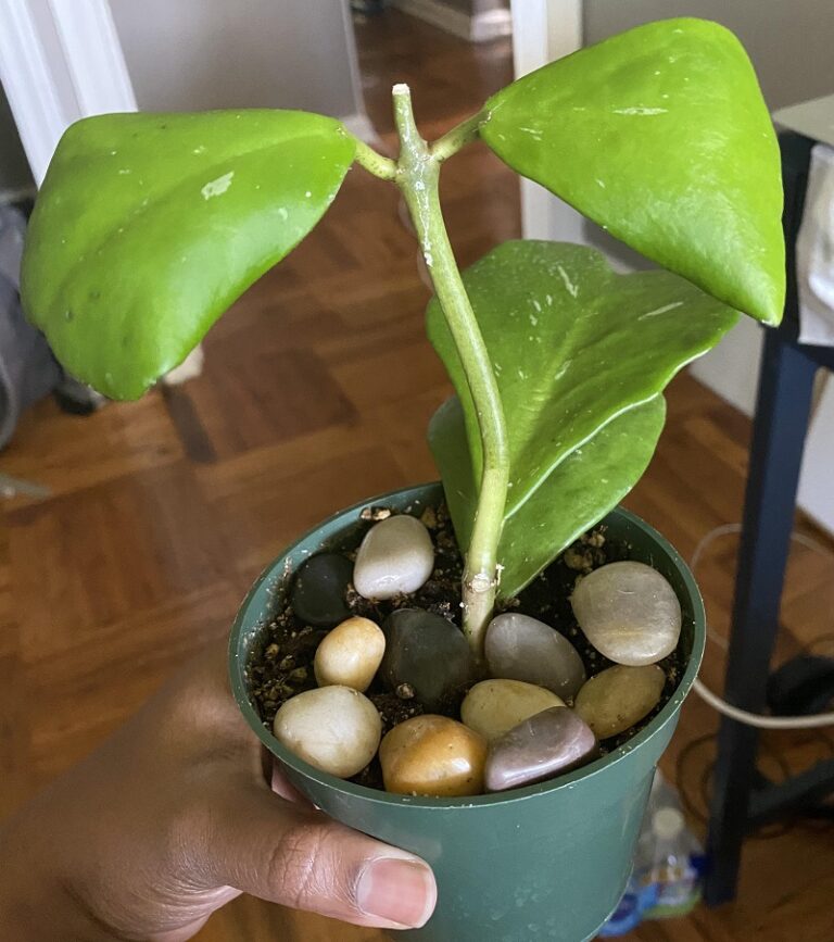 Why Are My Hoya Leaves Curling