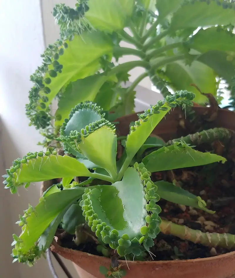 Mother of Thousands Care: How to Care for Mother of Thousands